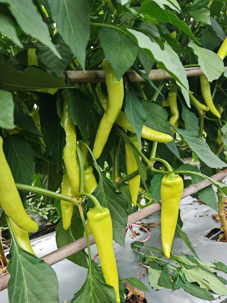Baifeicui Pepper