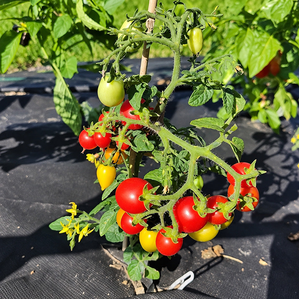 553 Little Heartbreaker Tomato