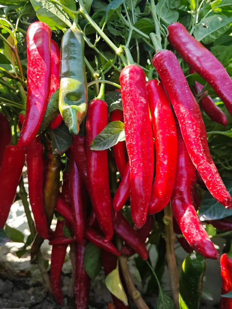 Extra Spicy 'La Mei Zi' Pepper