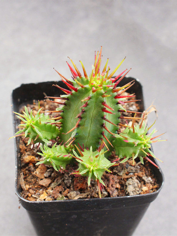 Pincushion Euphorbia