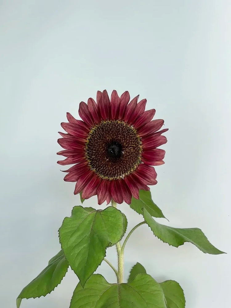 HEL25 Sunflower