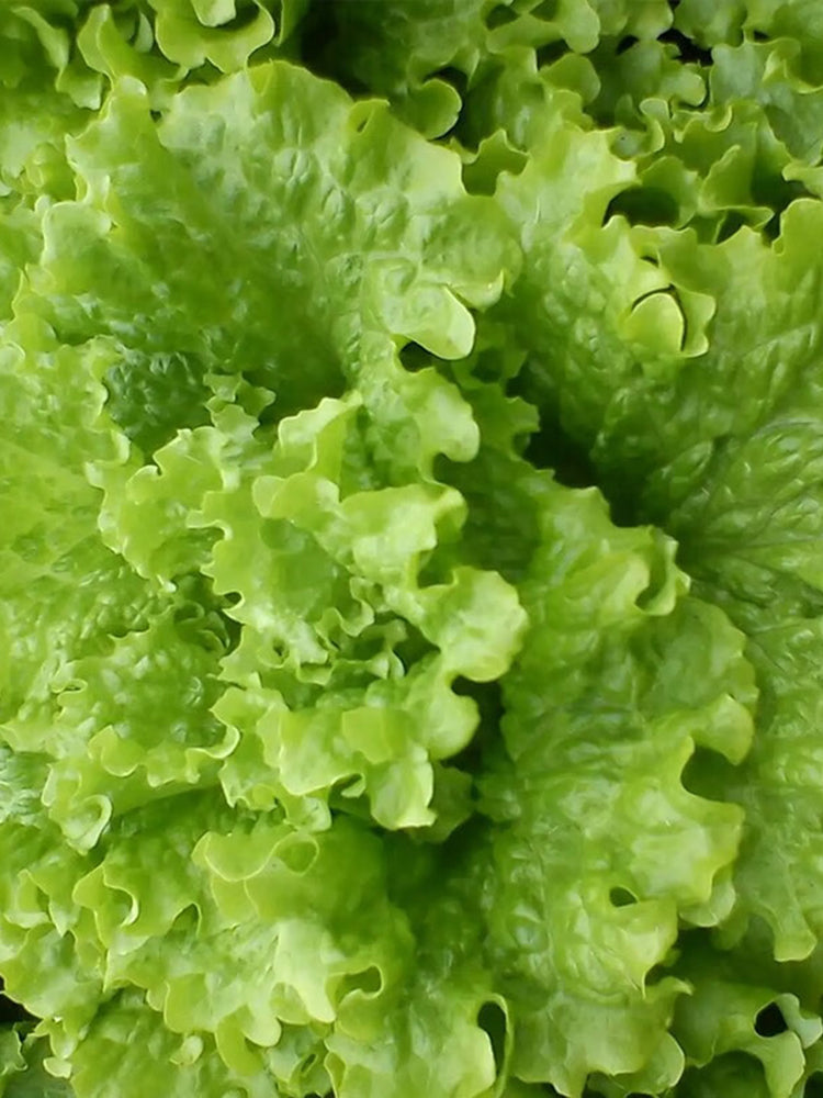 Glass Lettuce