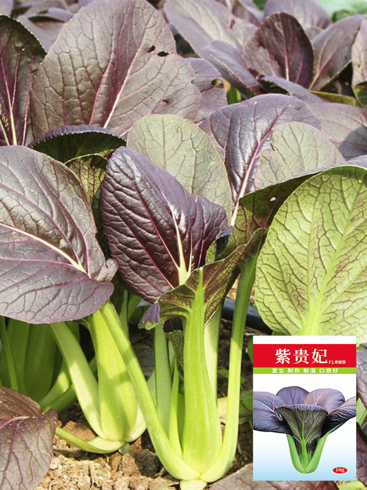 'Ziguifei' Purple Bok Choy