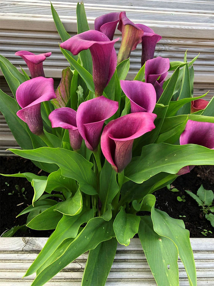 'Paco' Calla Lily