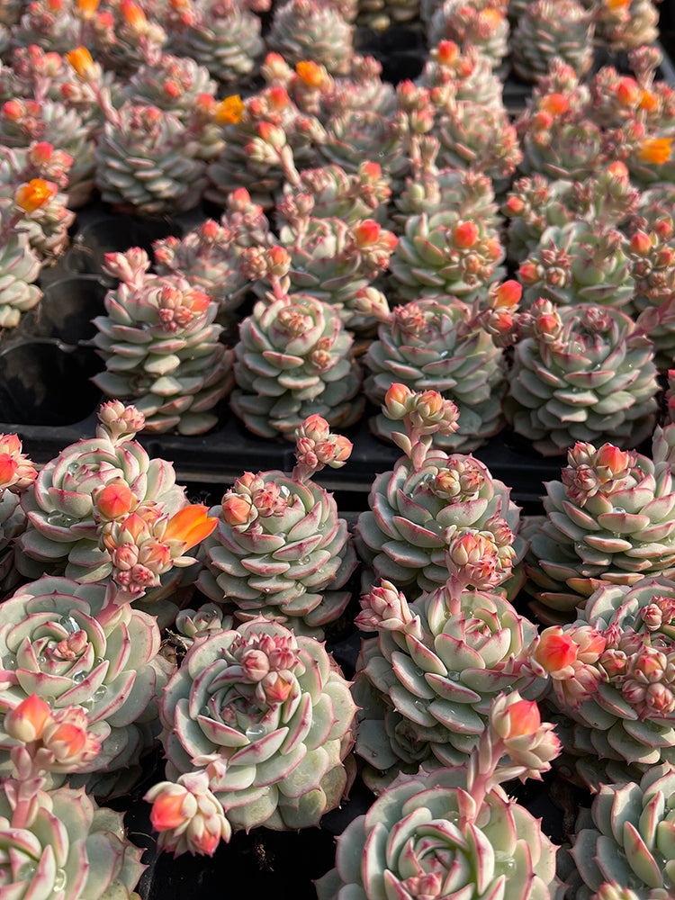 Echeveria derenbergii Captain Hay