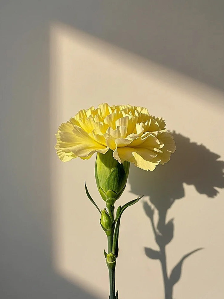 Yellow Carnation