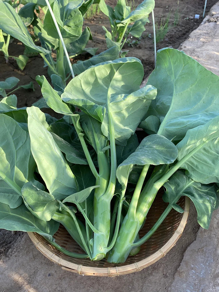DaBao Chinese Kale