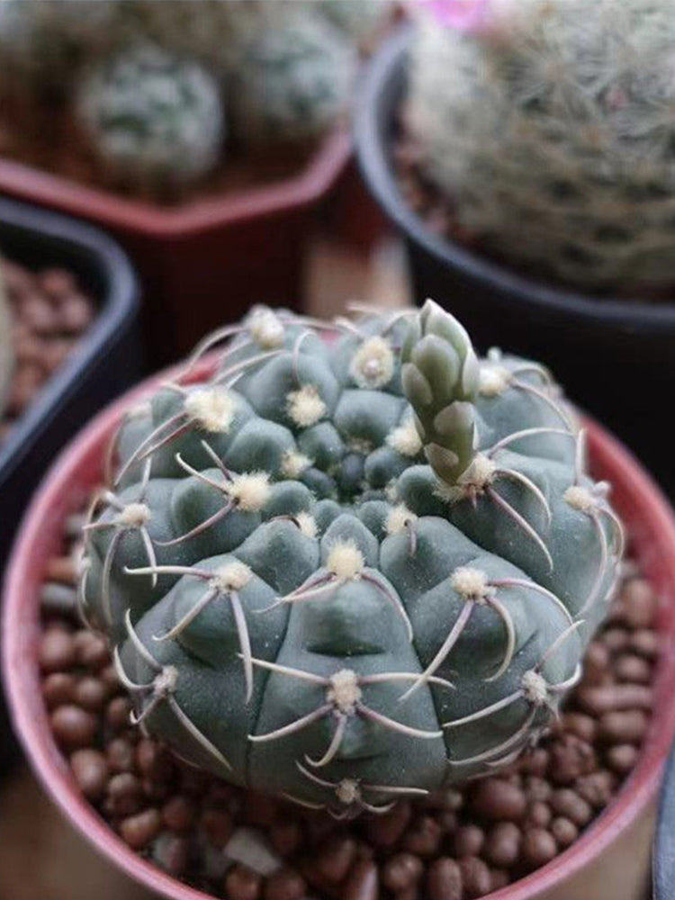 Baldian's Gymnocalycium Cactus