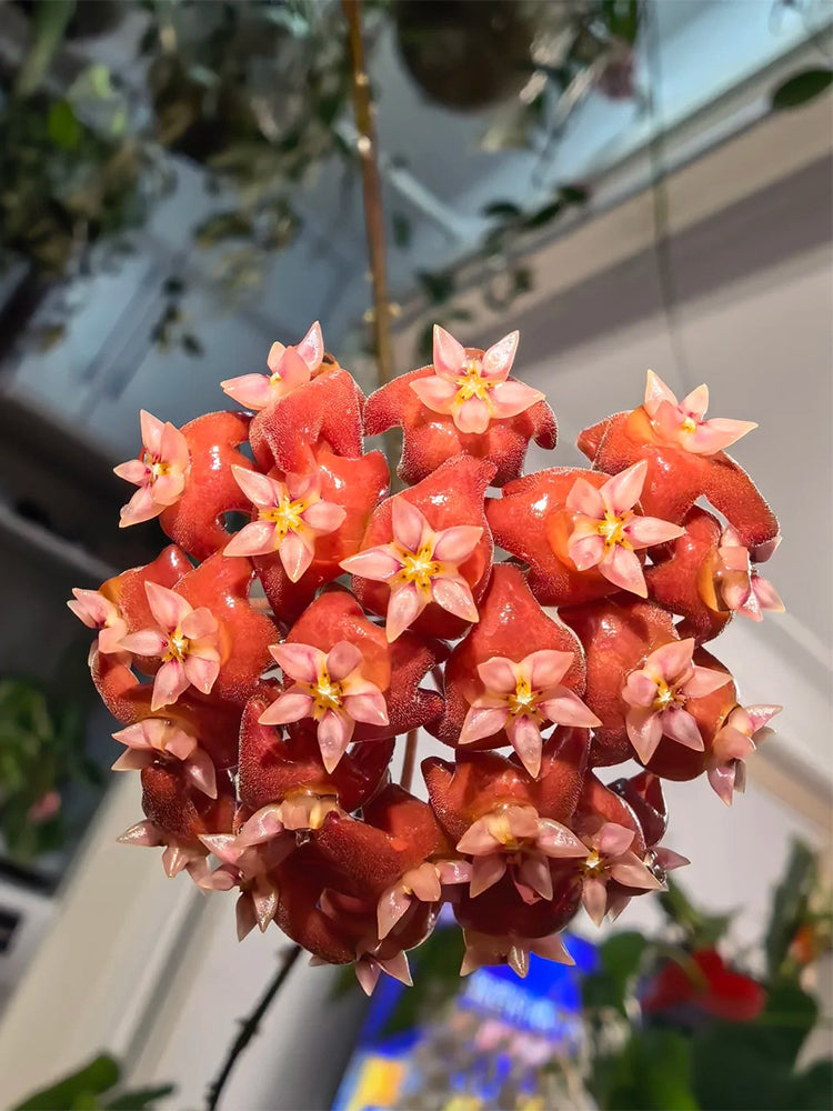 Hoya ilagiorum Unrooted Stem Cuttings