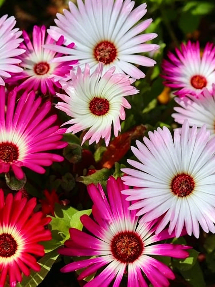 Summer Color Mix Lampranthus
