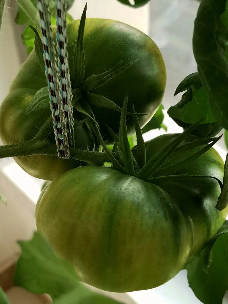 Cherokee Green Tomato