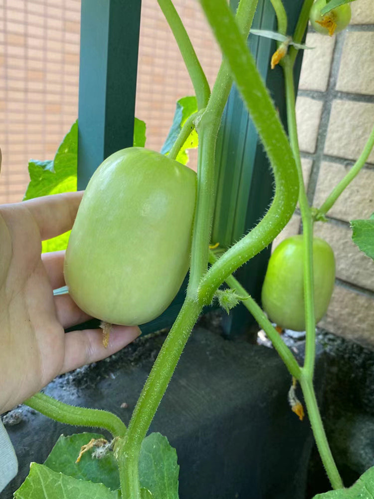 Jade Maiden Cucumber
