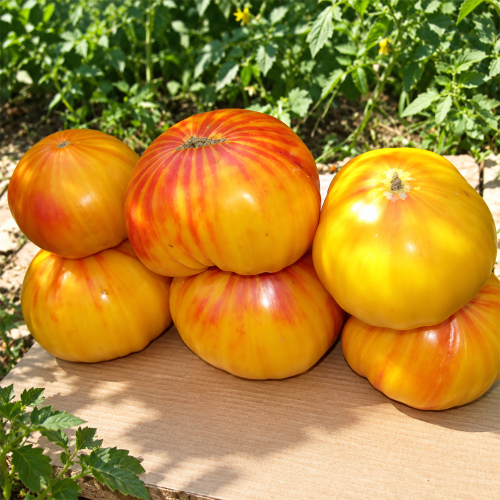 491 Minze Zitrone Tomato