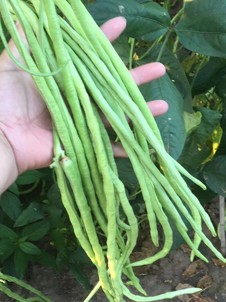 Chunxiu No.7 Long Beans