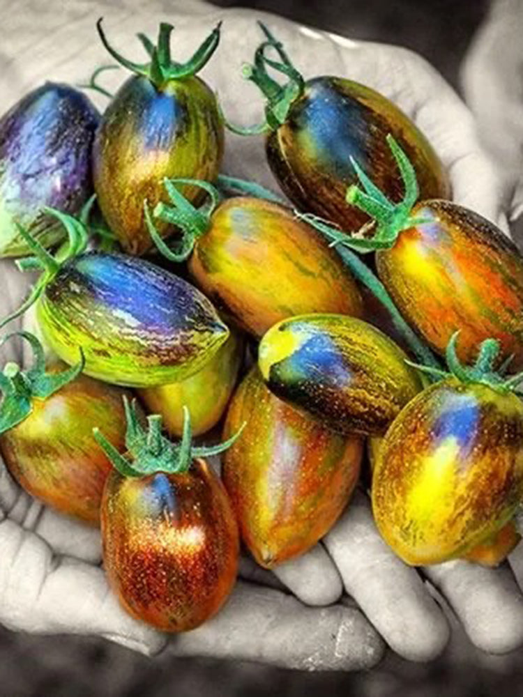Brads Atomic Grape Heirloom Tomato