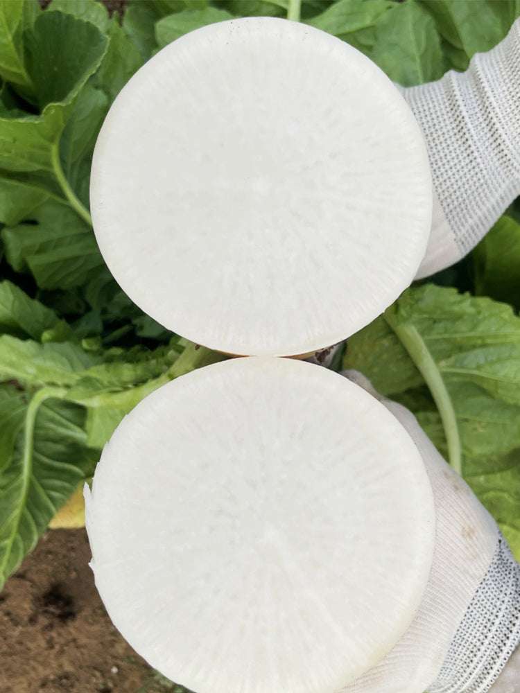 "Hakudaikon" Radish