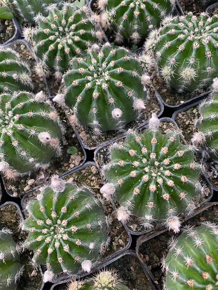 Echinopsis hybrid 'Nongtaojin'