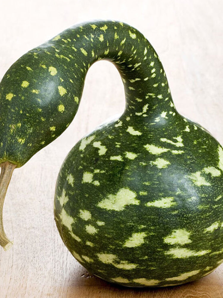 Hezhichun Speckled Swan Gourd