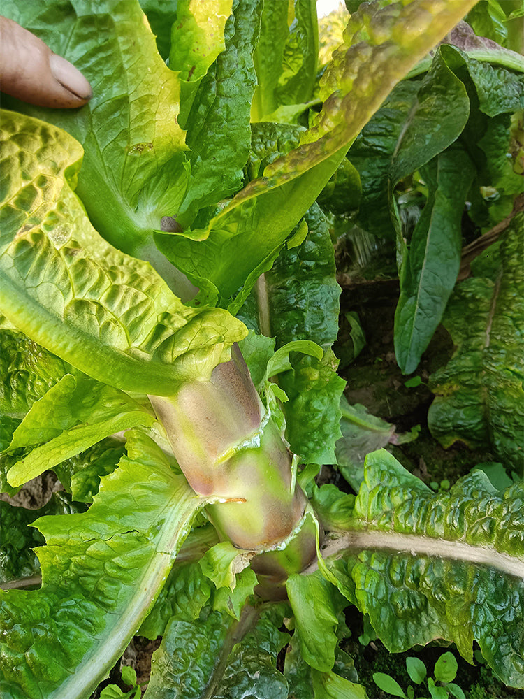 'Jiemei' Red Celtuce