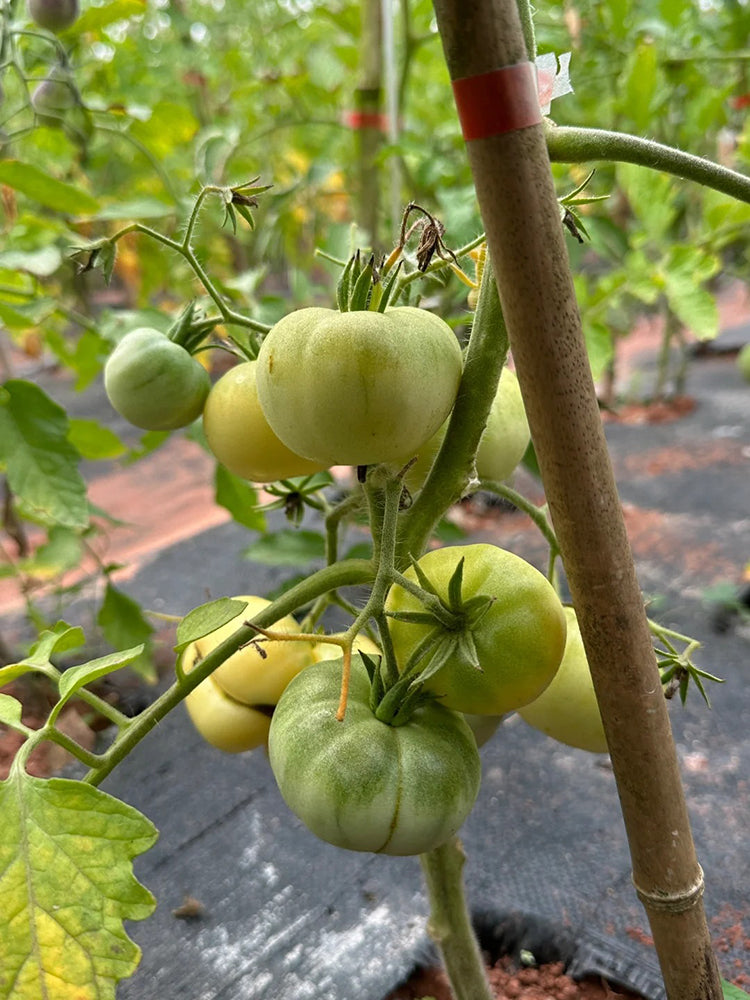 White Wax Tomato