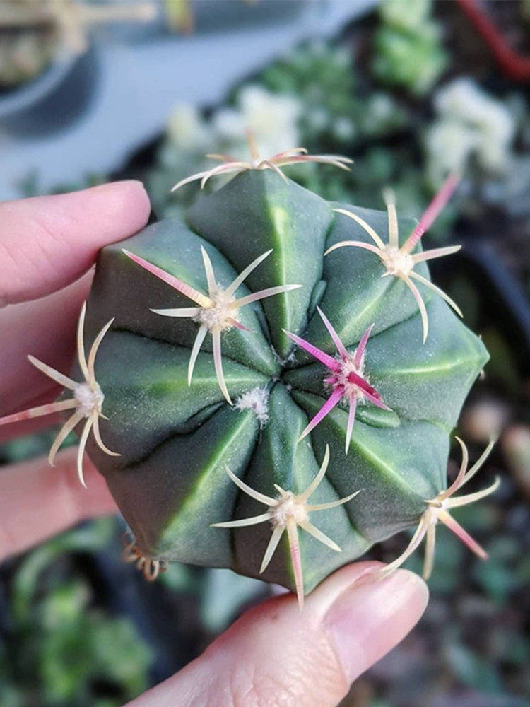 Ferocactus macrodiscus