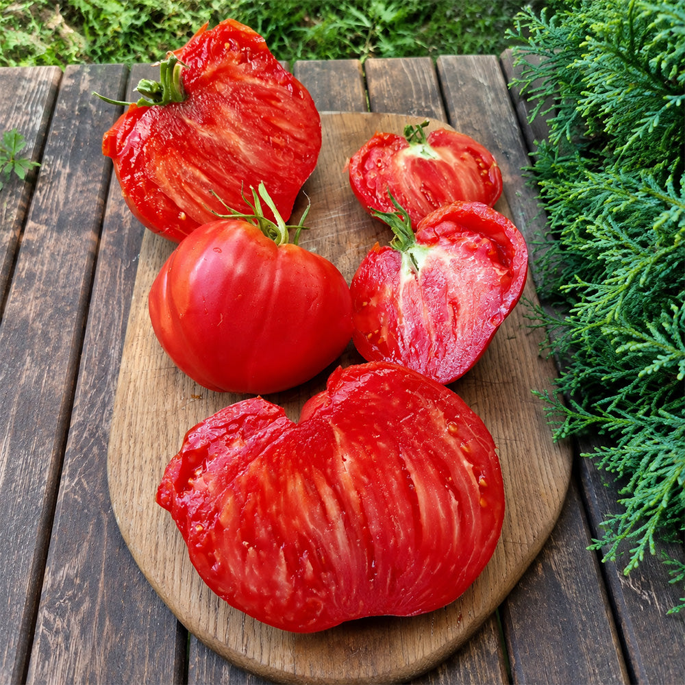 109 Yasha Yugoslavian Tomato