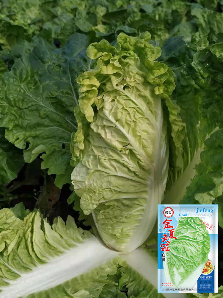 Golden Summer Crown Cabbage