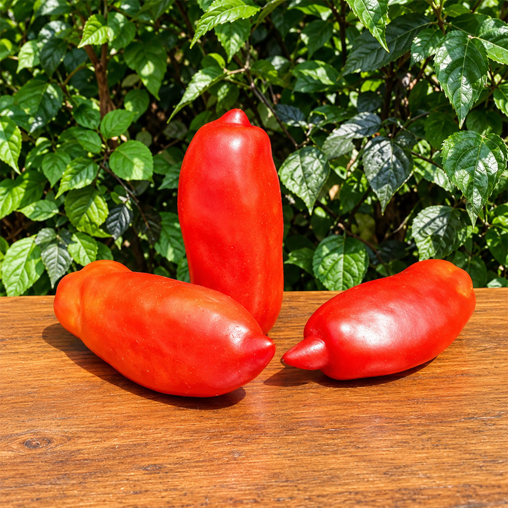 510 Hog Heart Tomato