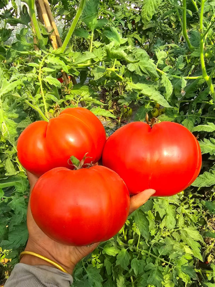 850 Cantati 11 Tomato