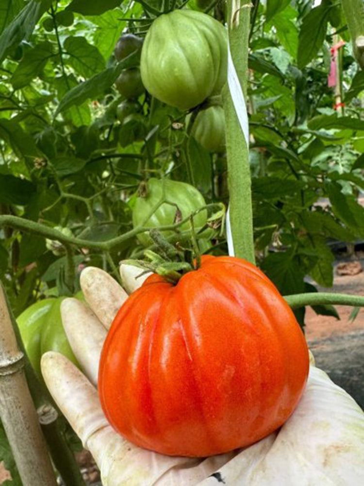 CORAZON Fleshy Tomato