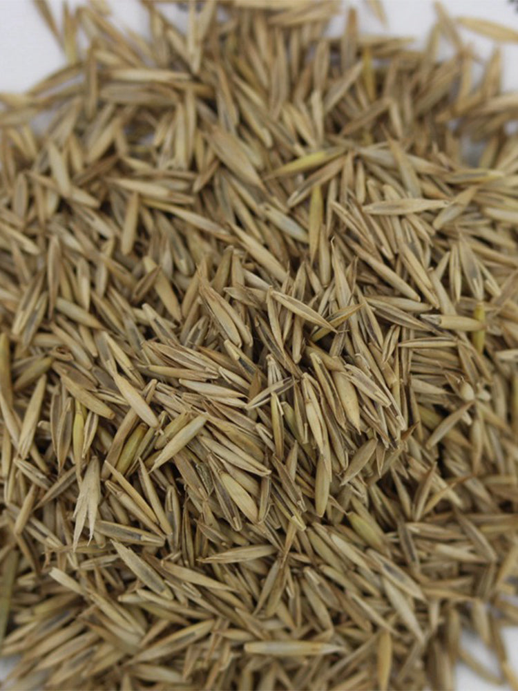 Red Fescue