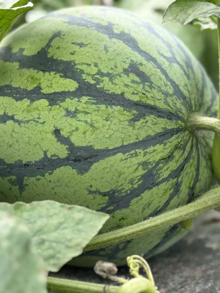 Meijia 84-24 Hybrid Watermelon
