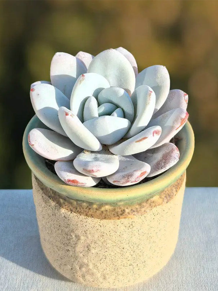 Echeveria laui