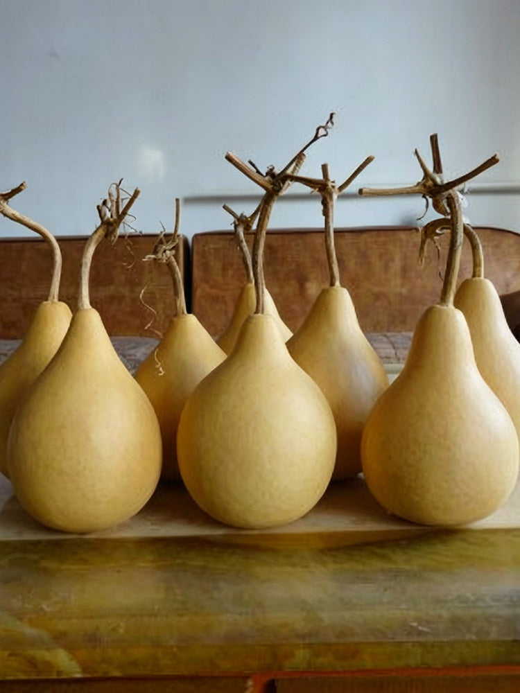 Dipper Gourd