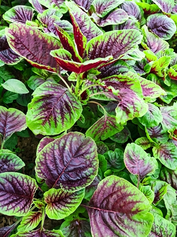 Large Round Leaf Red Amaranth