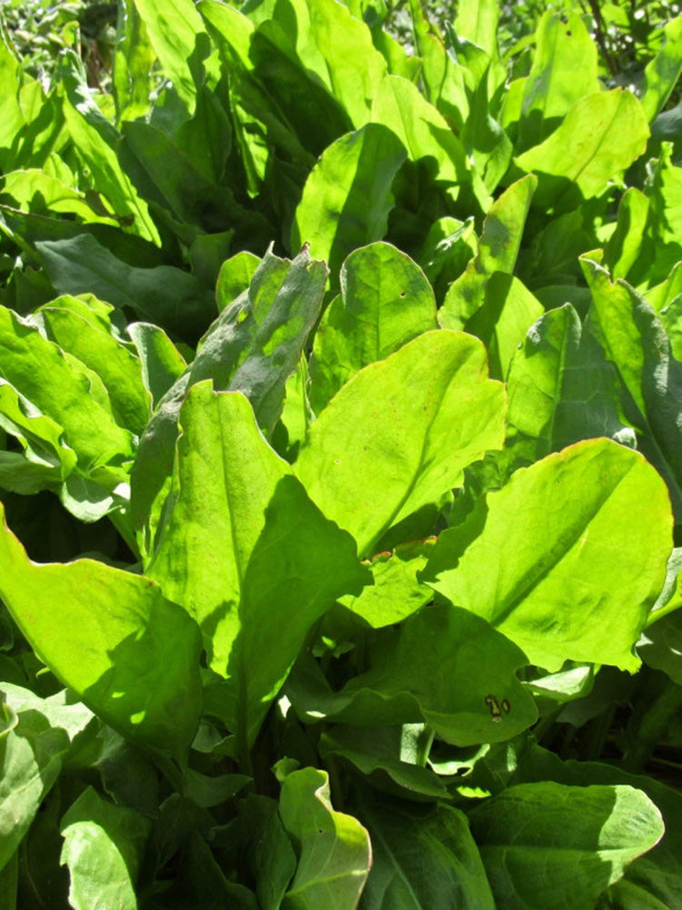 Broad Leaf Sorrel