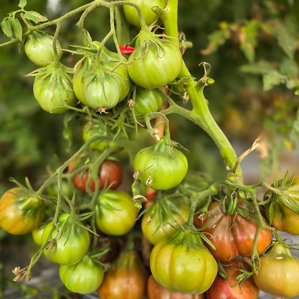 649 Ravenna Old Heart Tomato
