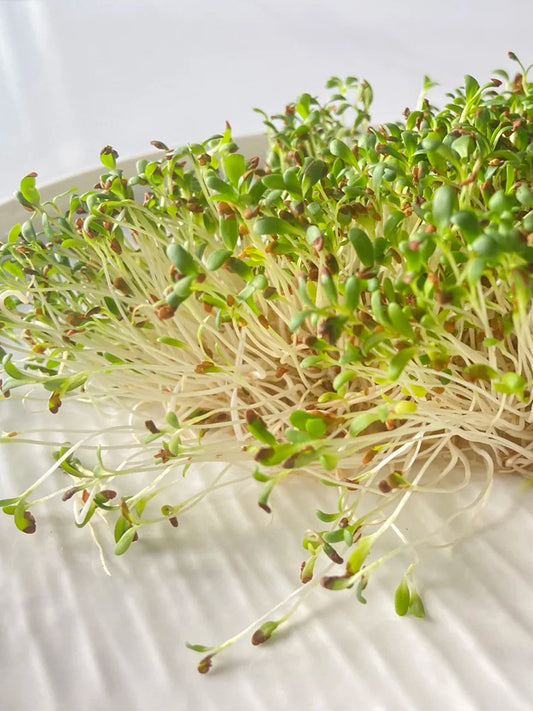 Clean Alfalfa Sprouting Seeds