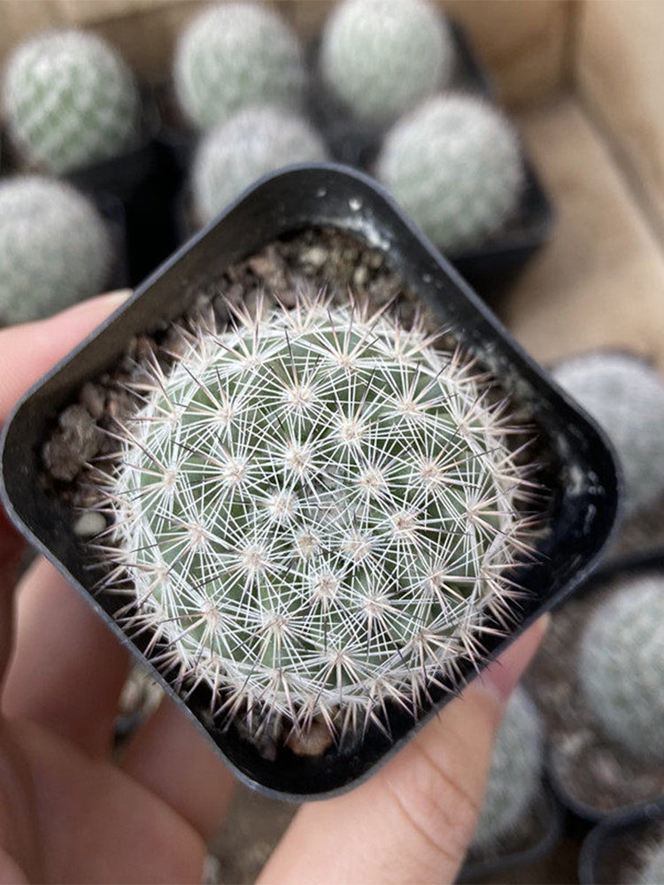 Mammillaria albicans