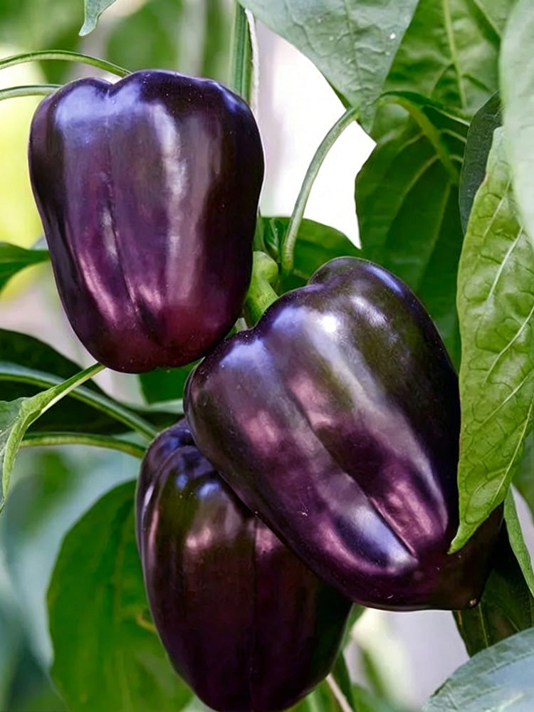 Shouhe Amethyst Sweet Pepper