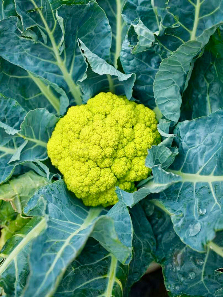 Green Cauliflower