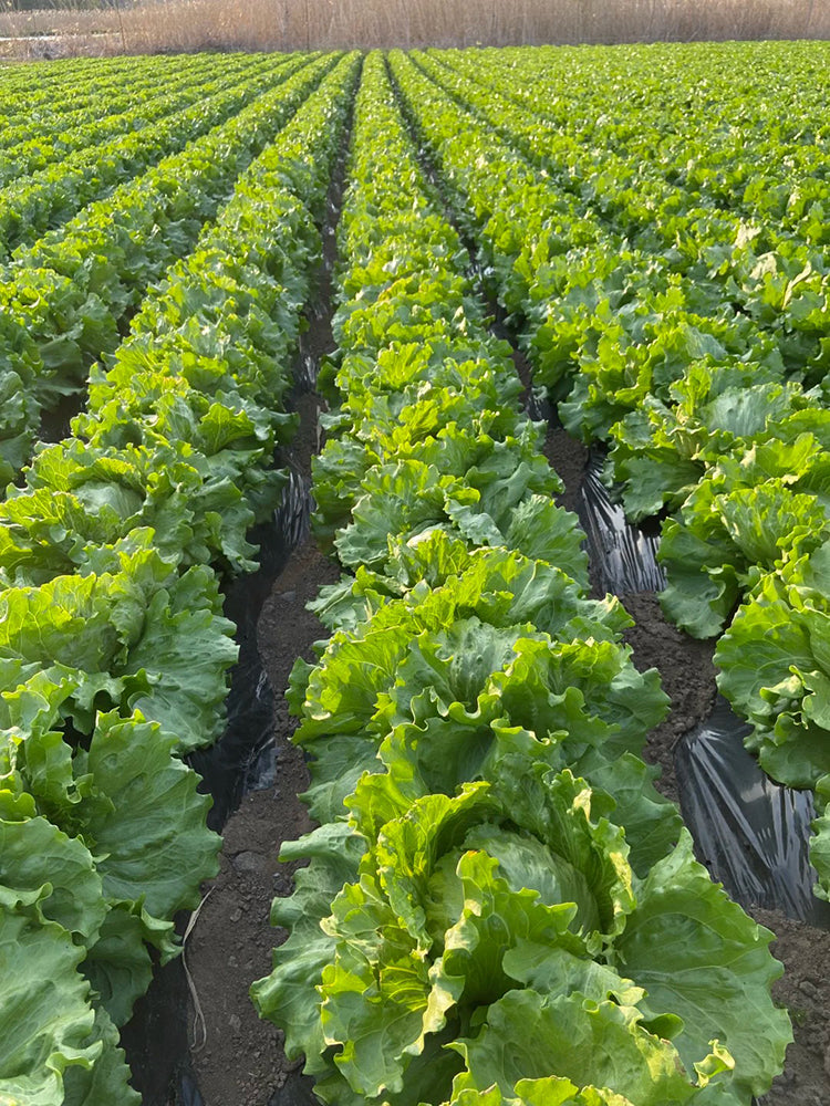 Caesar Crisphead Lettuce