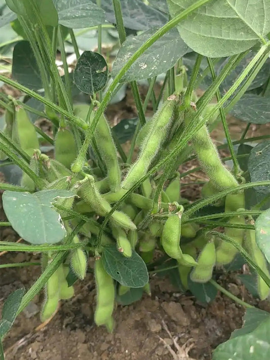 Jiaoda No.18 Edamame