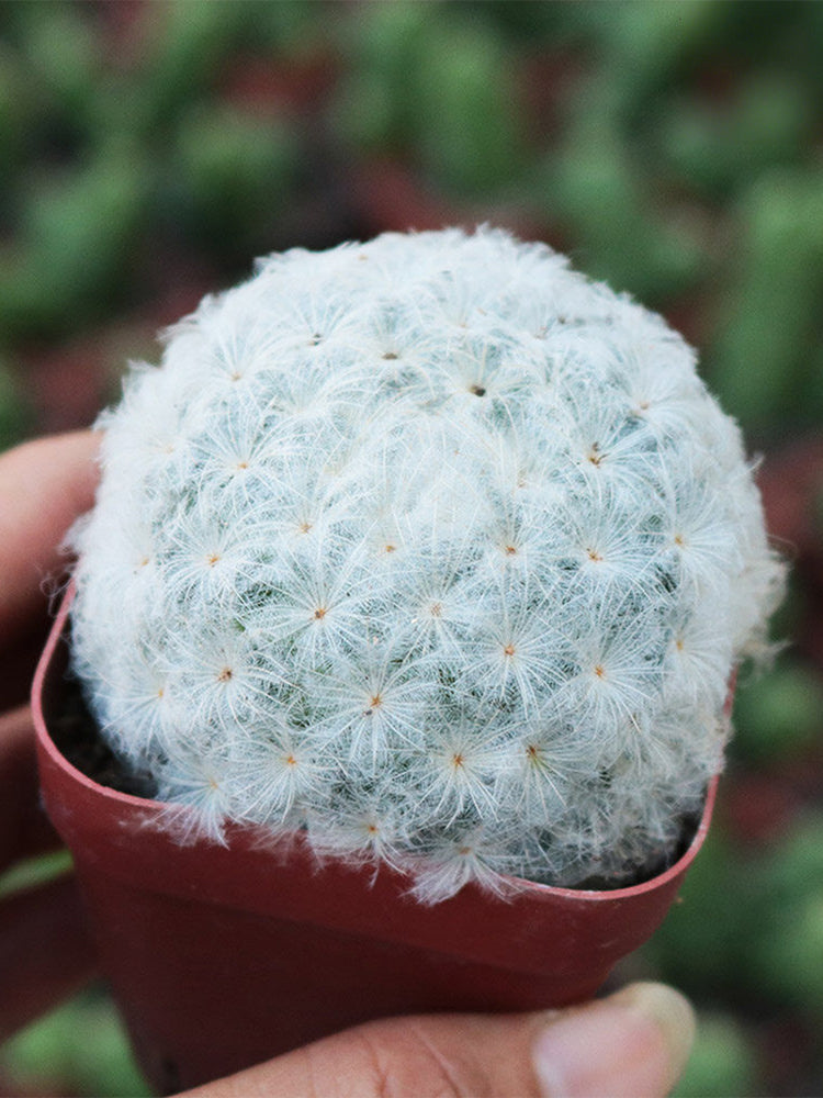 Feather Cactus (Mammillaria plumosa)