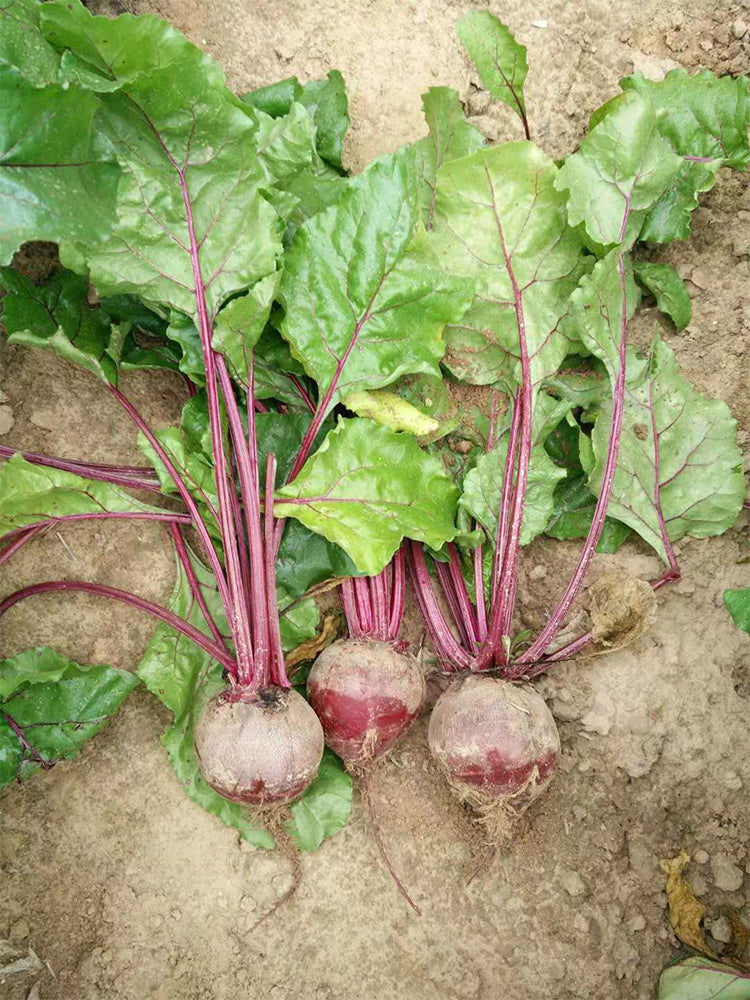 Globular Beetroot