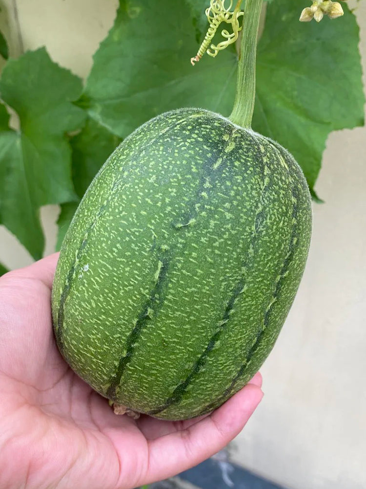 Taifeng No. 1 Apple Luffa