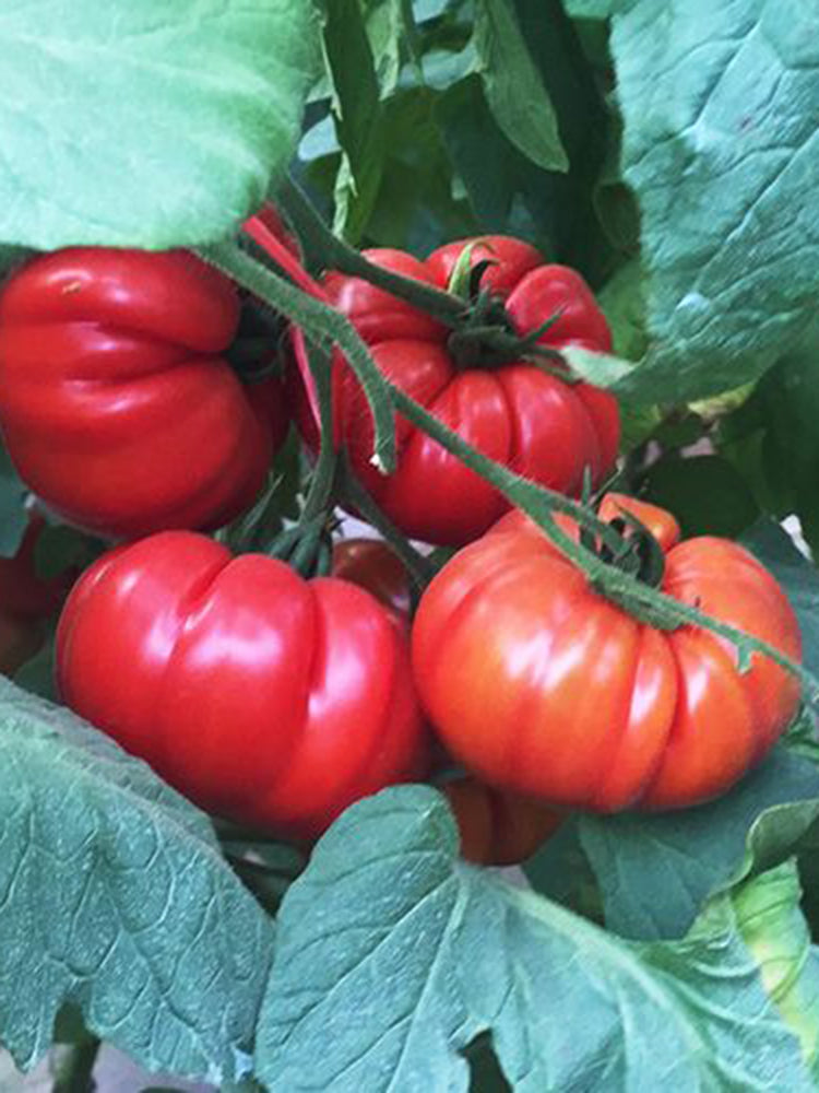 Giant Heirloom Pink Beefsteak Tomato