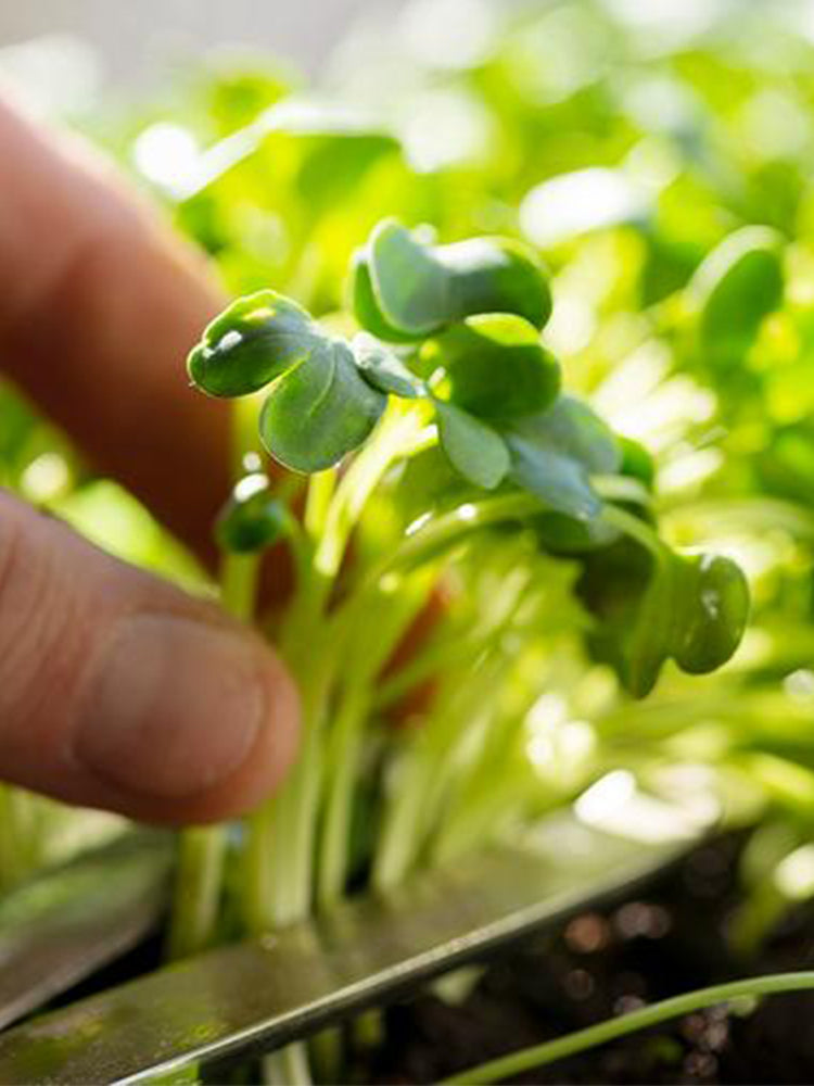 Broccoli Sprouting