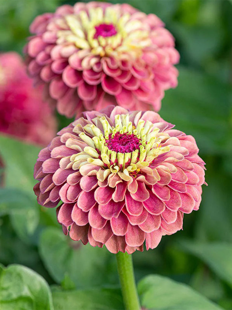 Zinnia elegans 'Queeny Lime Red'