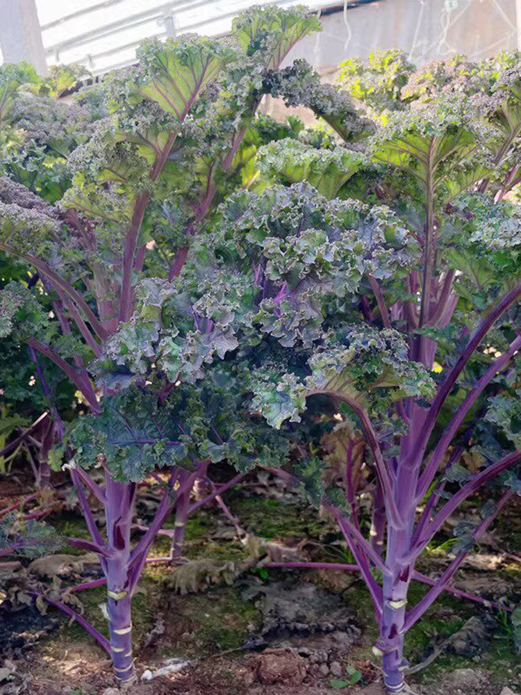 Purple Kale
